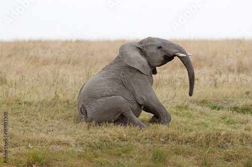 Obraz na plátně African elephant (Loxodonta africana)