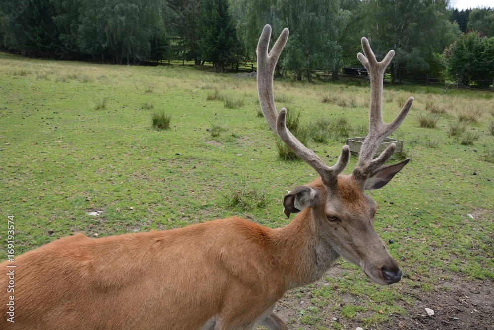 Deer Deer