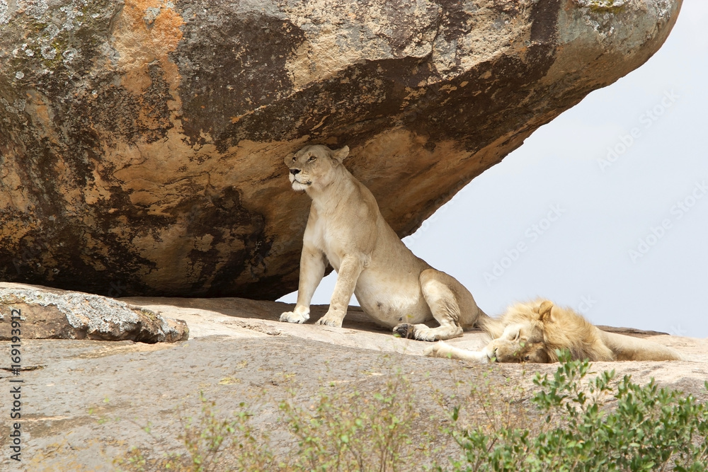 African lioness (Panthera leo) African lioness (Panthera leo)