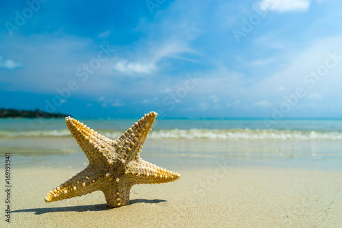 Starfish on the beach on a sunny day