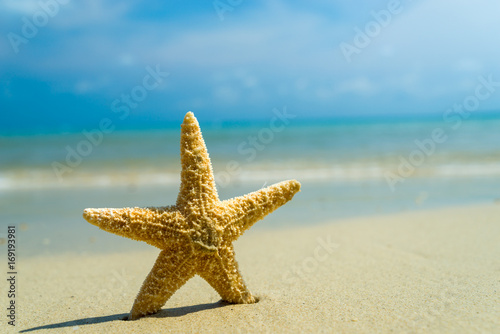 Starfish on the beach on a sunny day