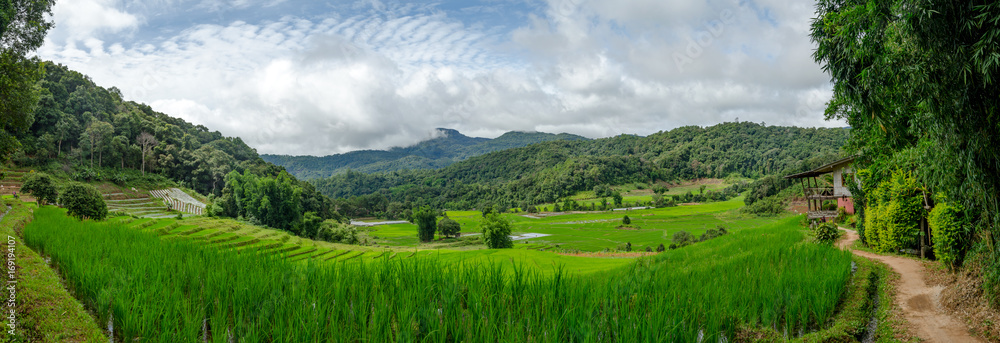 Panorama of Rice Field Farm on The Background.