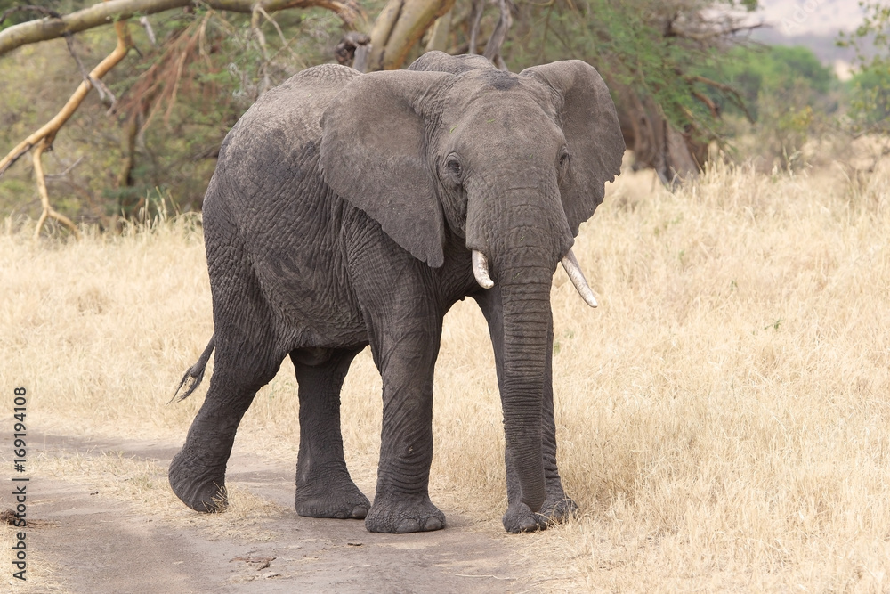 Fototapeta premium African elephant (Loxodonta africana)