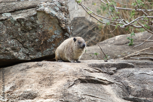 Rock hyrax (Procavia capensis)