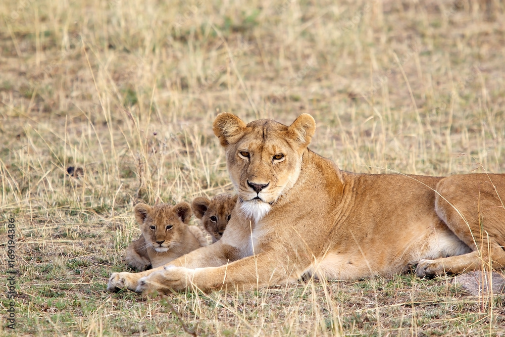 African lioness (Panthera leo) and cubs African lioness (Panthera leo) and cubs