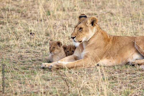 African lioness  Panthera leo  and cubs