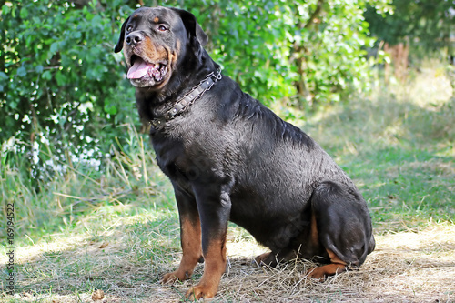 Beautiful Old Dog Rottweiler