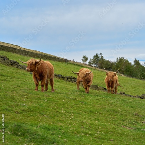 Three Head Highland Cattle