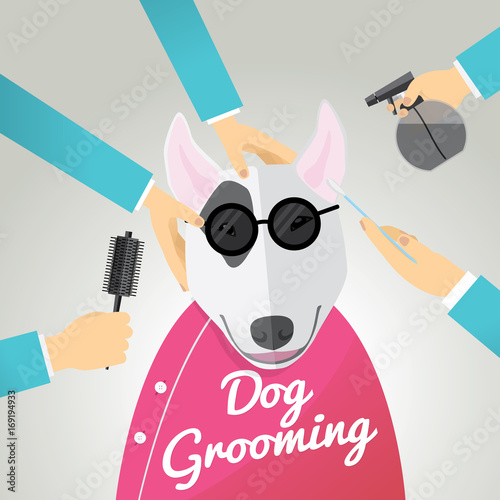 Bull terrier getting groomed at pet grooming salon.