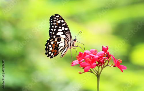 macro closeup side view of butterfly © Passakorn
