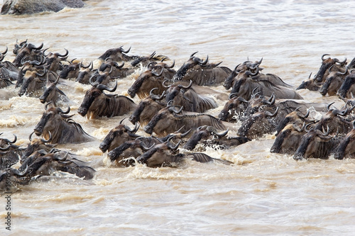 Wildebeest (Connochaetes taurinus) migration