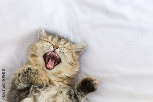 Fototapeta Naklejka Na Ścianę i Meble -  sleepy persian kitty cat yawning and laying down on white blanket. copy space and selective focus.