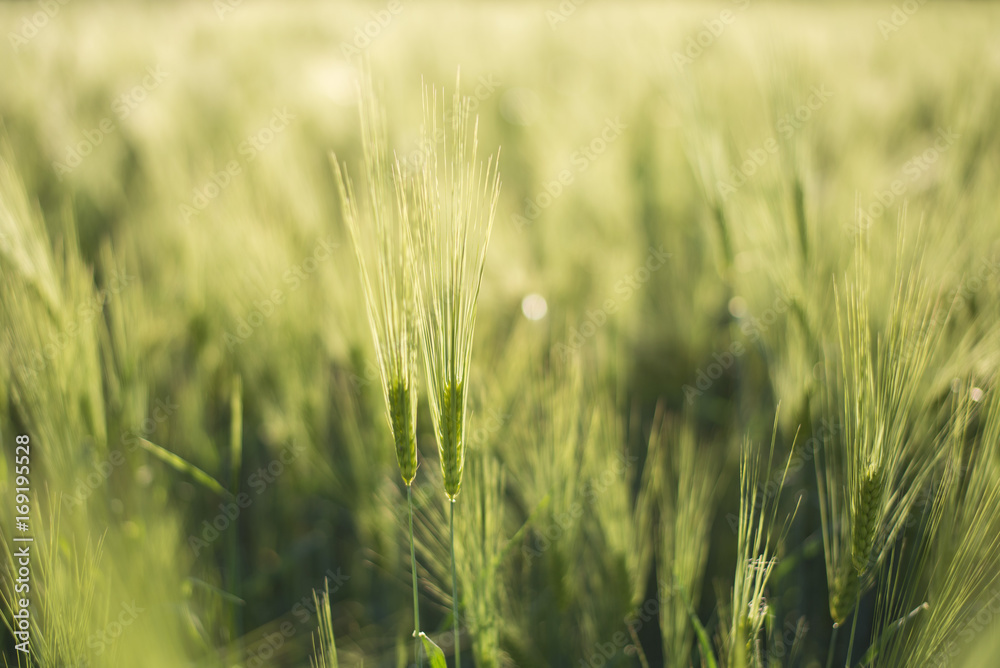 Green Barley Hay growing on a Field, close-up, thin depth-of-field Green Barley Hay growing on a Field, close-up, thin depth-of-field