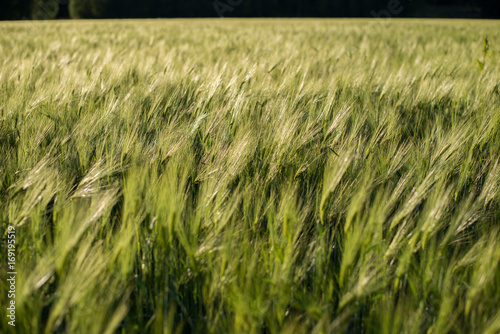 Green Barley Hay growing on a Field