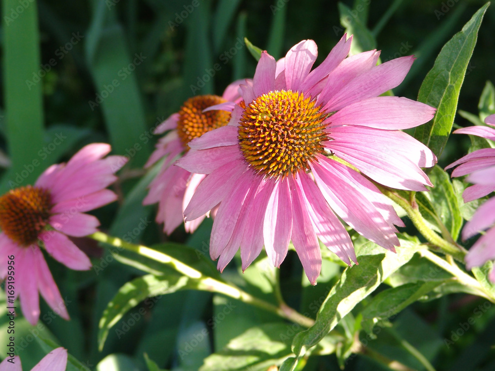 Fototapeta premium echinacea, purpurea, flower, coneflower, purple, bloom, garden, nature, pink, plant, summer, perennial, closeup, flora, natural, flowers, blossom, medicinal, beautiful, floral, botanical, background, 