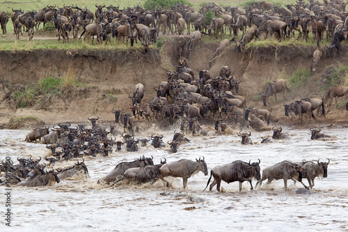 Wildebeest  Connochaetes taurinus  migration
