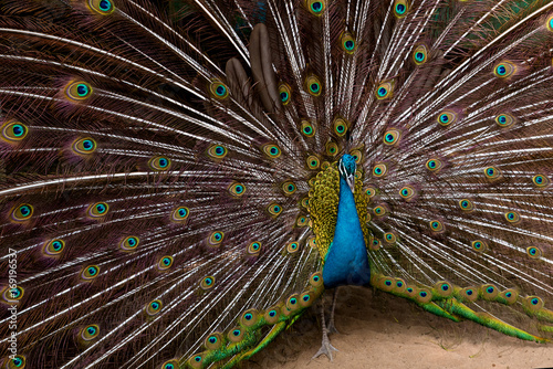 Magnificent colorful peacock with beautiful tail photo