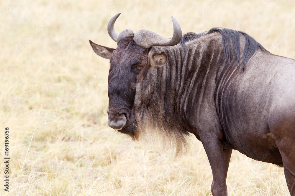 Wildebeest (Connochaetes taurinus) Wildebeest (Connochaetes taurinus)
