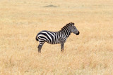 Zebra (Equus burchellii)