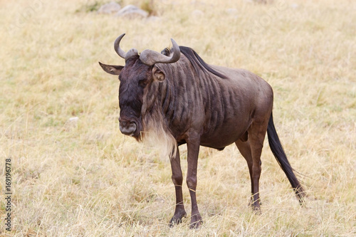 Wildebeest (Connochaetes taurinus) © Maurizio