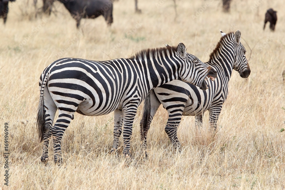 Obraz premium Zebra (Equus burchellii)