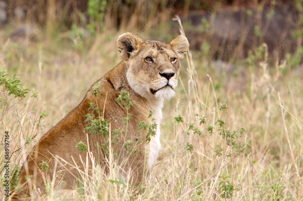 African lioness (Panthera leo) African lioness (Panthera leo)