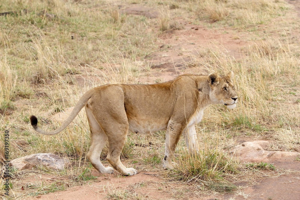 African lioness (Panthera leo) African lioness (Panthera leo)