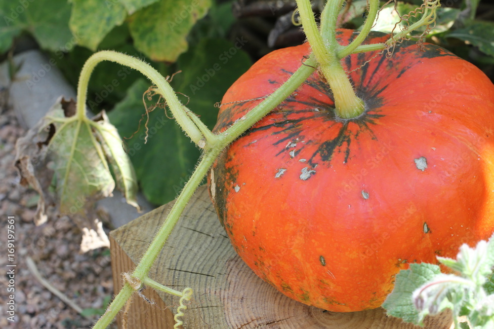 Obraz premium Citrouille