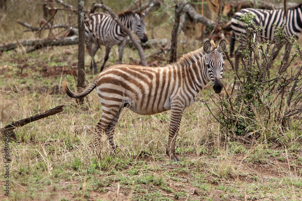 Naklejka premium Zebra (Equus burchellii)