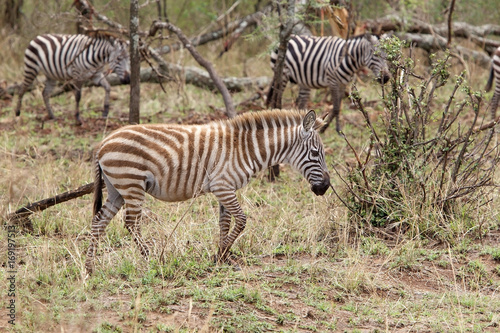 Zebra  Equus burchellii 