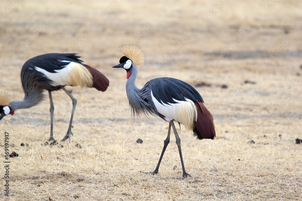 Fototapeta premium Grey crowned crane (Balearica regulorum)