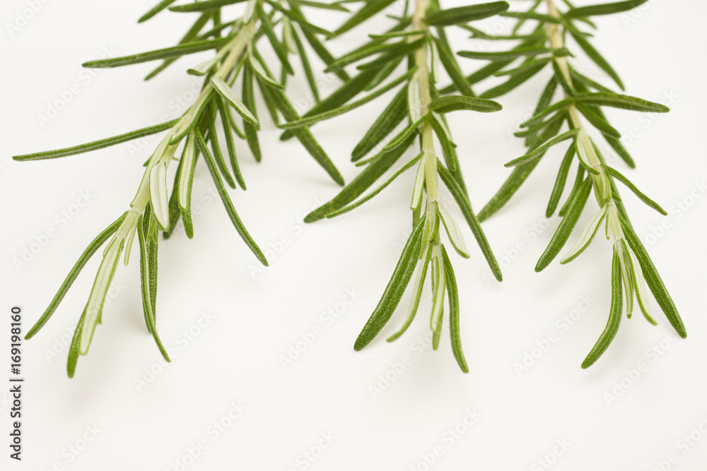 Rosemary on white background Rosemary on white background