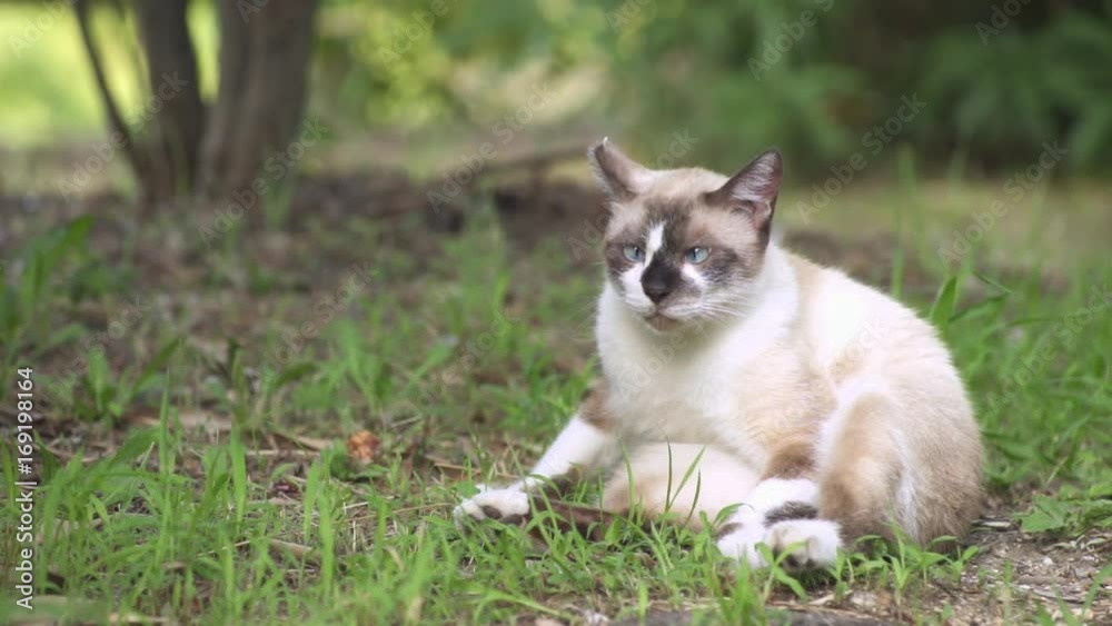 Siamese cat sitting on the ground of the park Siamese cat sitting on the ground of the park