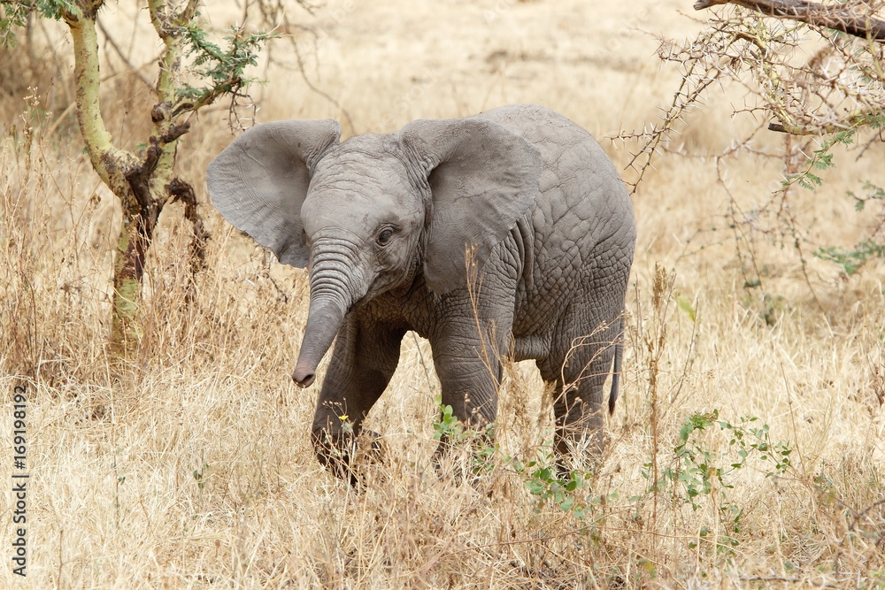 African elephant (Loxodonta africana)