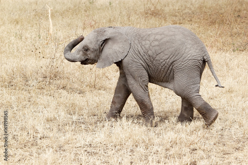 African elephant (Loxodonta africana)