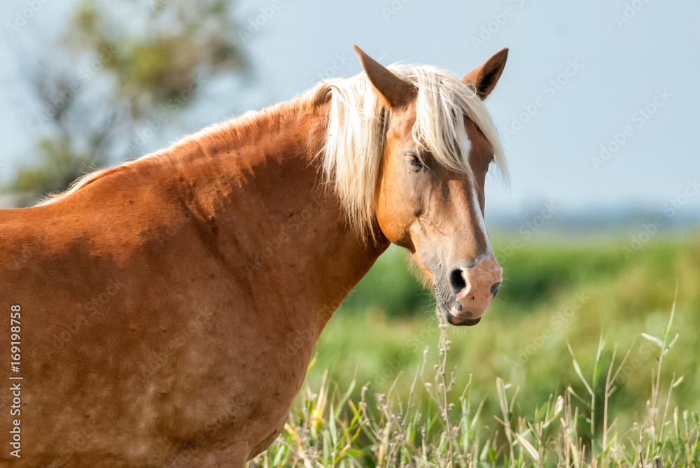 Fototapeta premium Portrait of a brown horse in Camargue National Park, France