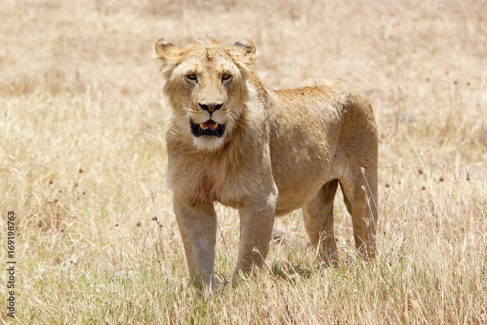 Fototapeta premium African lion (Panthera leo)