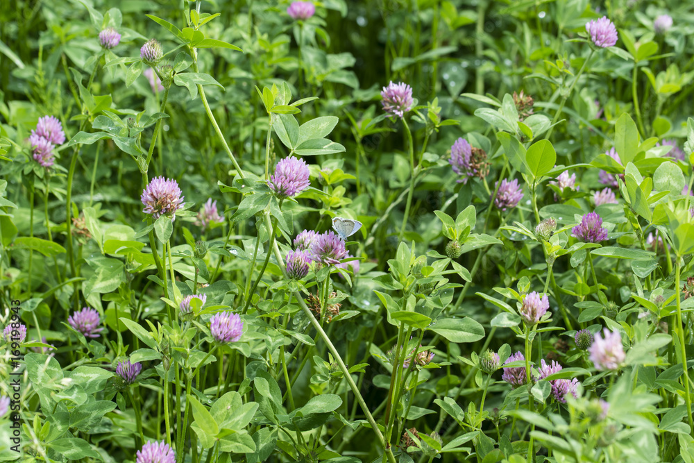 Butterfly blue on clover blossom.