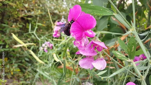Holzbiene in der Blume photo