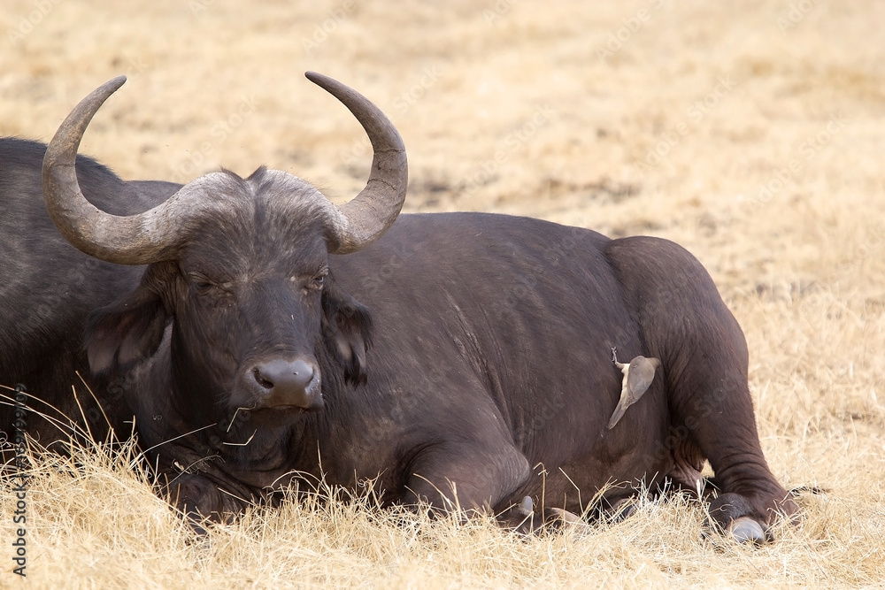 African buffalo (Syncerus caffer) African buffalo (Syncerus caffer)