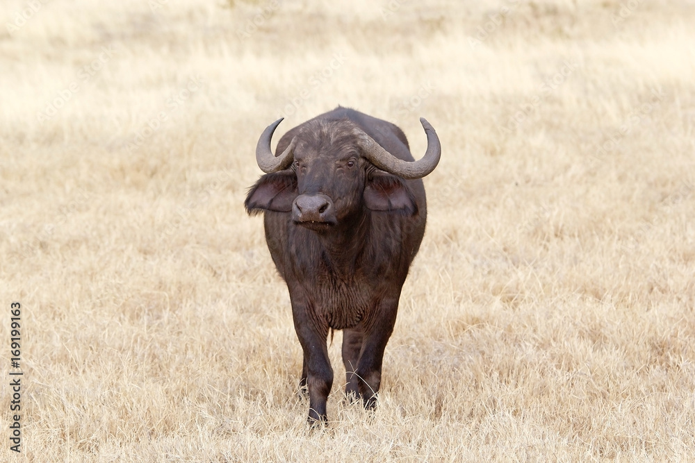 African buffalo (Syncerus caffer) African buffalo (Syncerus caffer)