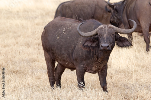 African buffalo  Syncerus caffer 
