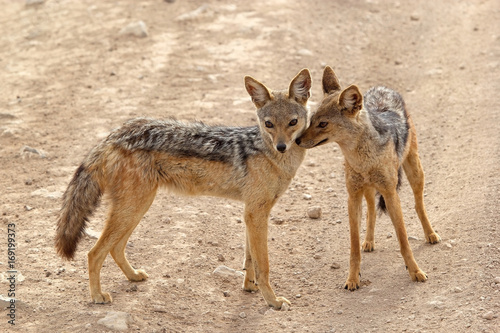 Black backed jackal (Canis mesomelas)