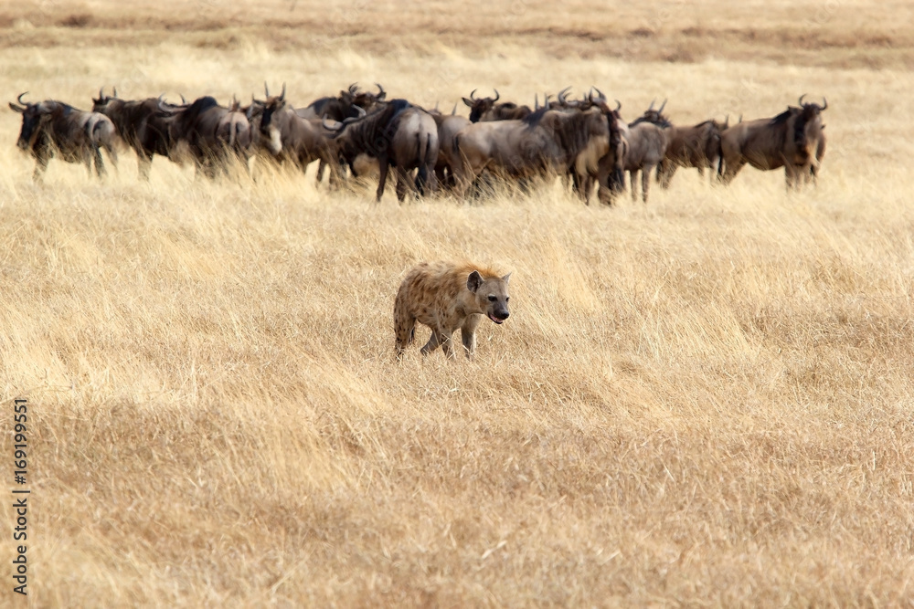 Fototapeta premium Spotted hyena (Crocuta crocuta)