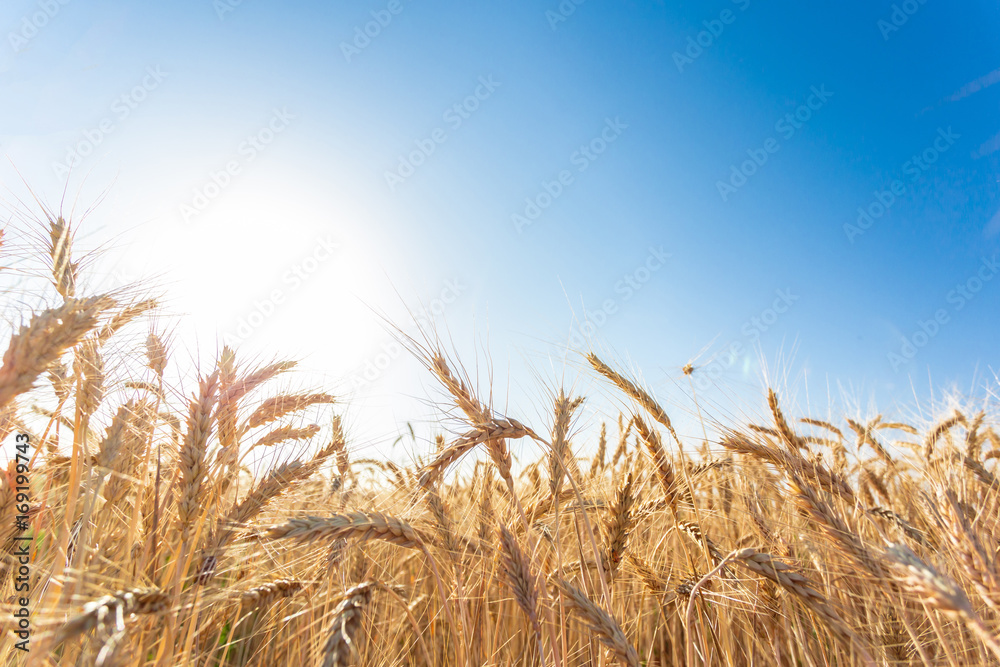 Fototapeta premium golden wheat field and sunny day