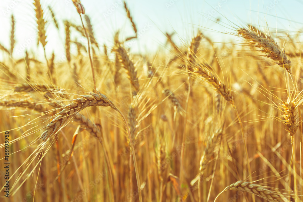 golden wheat field and sunny day golden wheat field and sunny day