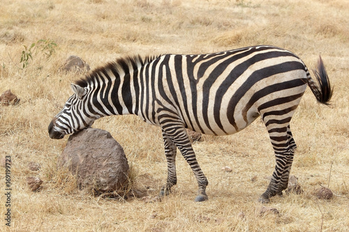 Zeebra  Equus burchellii 