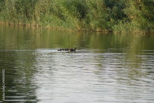 Ducks in nature 