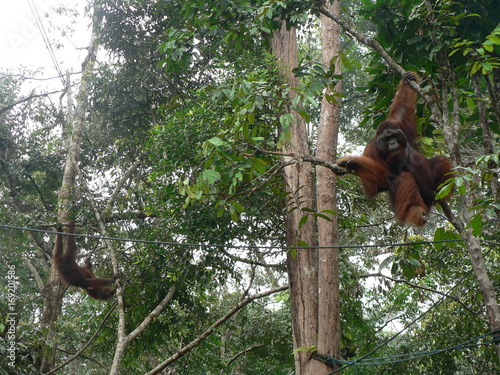 Orang outan à Bornéo
