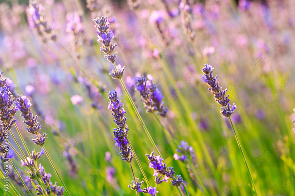Fototapeta premium Lavender field